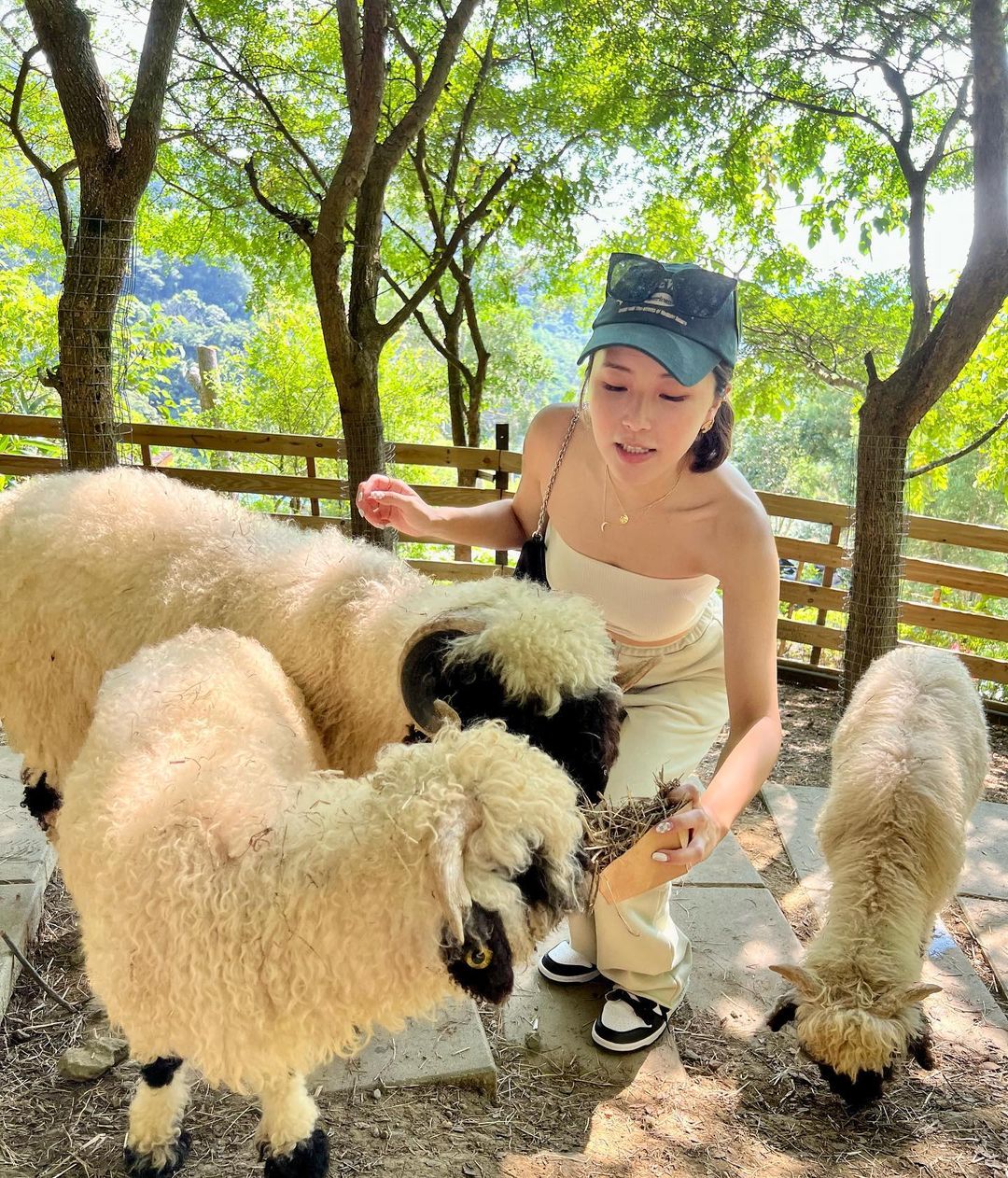 哈比丘茶樹森林,苗栗,銅鑼,苗栗景點,苗栗旅遊,銅鑼景點,親子景點,動物樂園,台灣景點,中部景點,笑笑羊