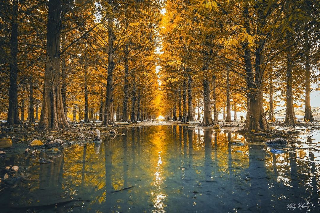 九芎林,九芎林落羽松,林內九芎林,落羽松,落羽松秘境,落羽松景點,雲林,雲林景點,雲林林內,林內景點,雲林秘境,落羽松景點,雲林落羽松