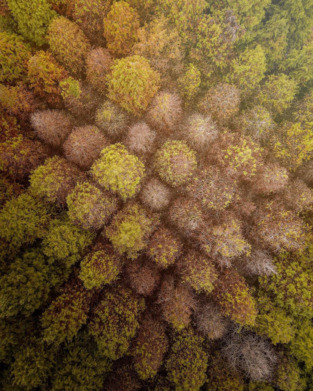 雲林景點,落羽松,落羽松景點,雲林落羽松,九芎林,九芎林落羽松,台灣景點,雲林旅遊,雲林