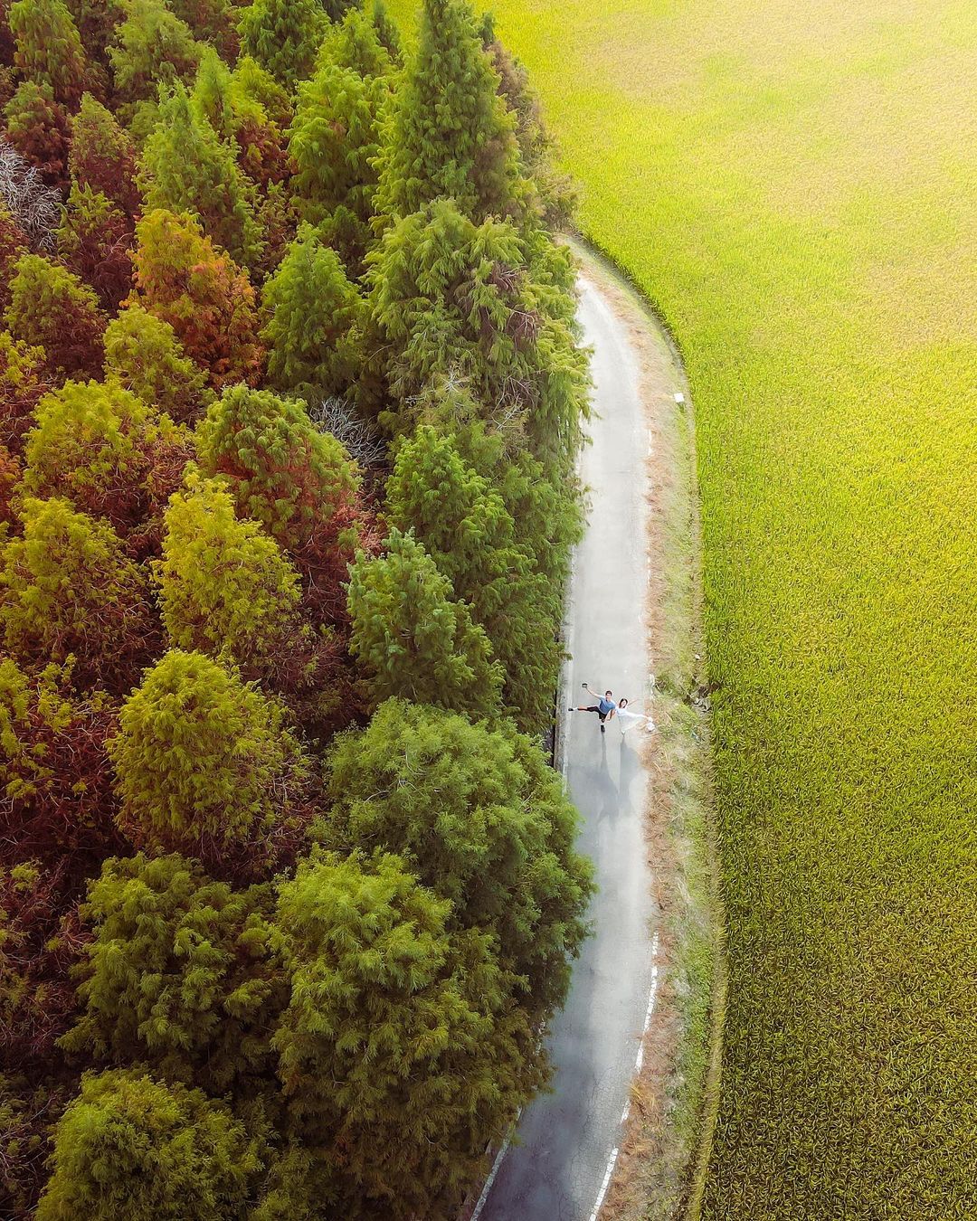 雲林景點,落羽松,落羽松景點,雲林落羽松,九芎林,九芎林落羽松,台灣景點,雲林旅遊,雲林