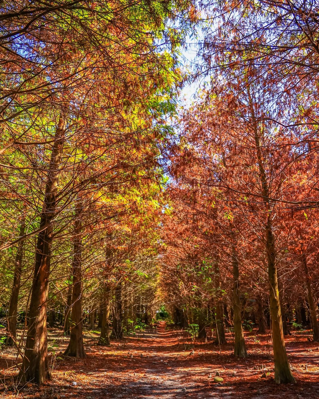 雲林景點,落羽松,落羽松景點,雲林落羽松,九芎林,九芎林落羽松,台灣景點,雲林旅遊,雲林