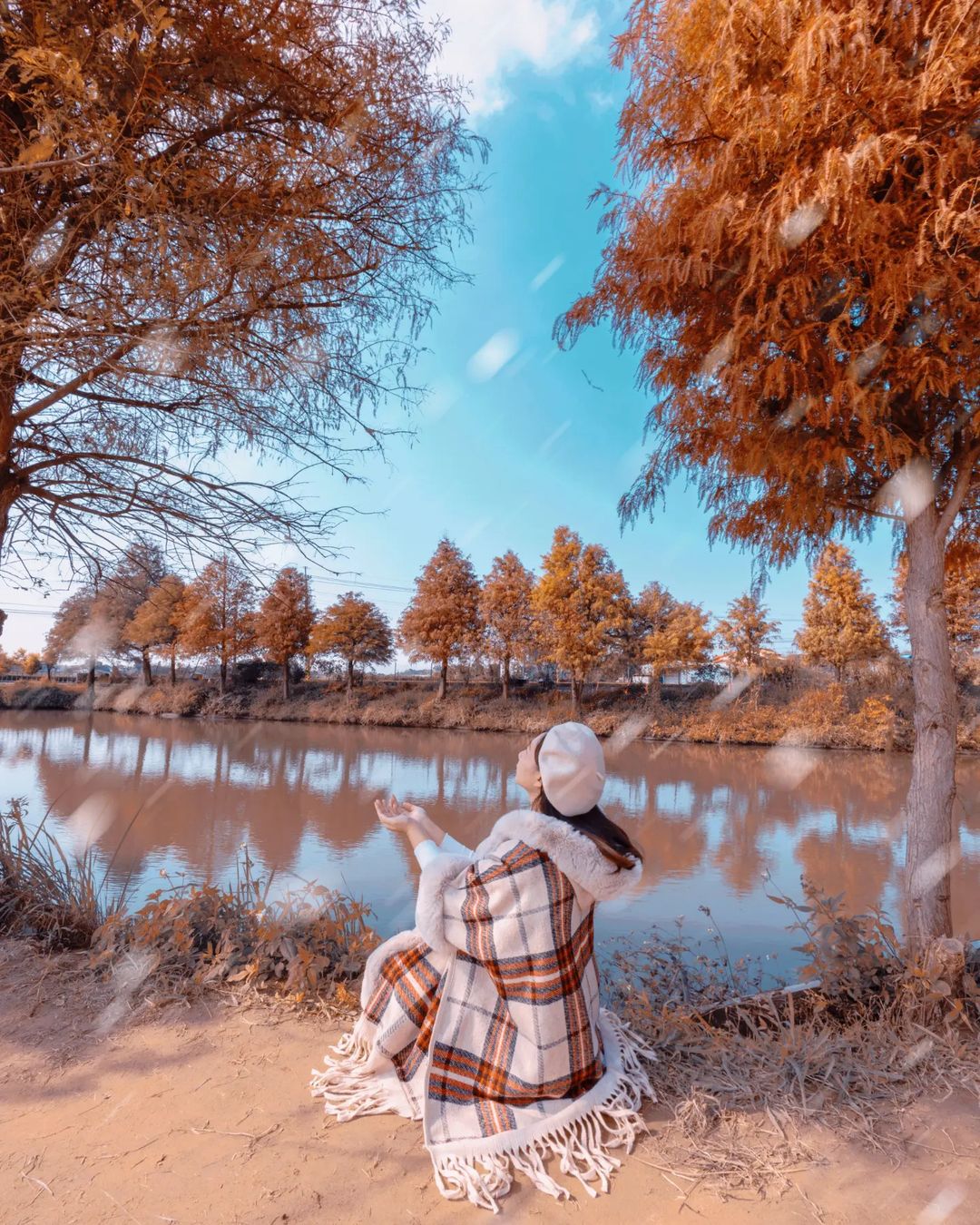 嘉義迷霧松境,迷霧松境,落羽松,落羽松景點,打卡景點,嘉義景點,嘉義,嘉義旅遊,嘉義落羽松秘境,落羽松秘境,台灣景點