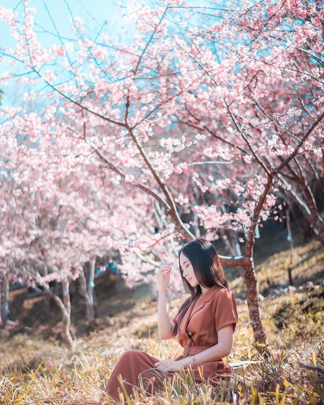 櫻花季,賞櫻,櫻花,台灣櫻花,台灣賞櫻景點,賞櫻景點,高雄寶山二集團櫻花公園,高雄寶山二集團櫻花公園 櫻花,南部賞櫻,高雄櫻花,高雄旅遊,高雄賞櫻