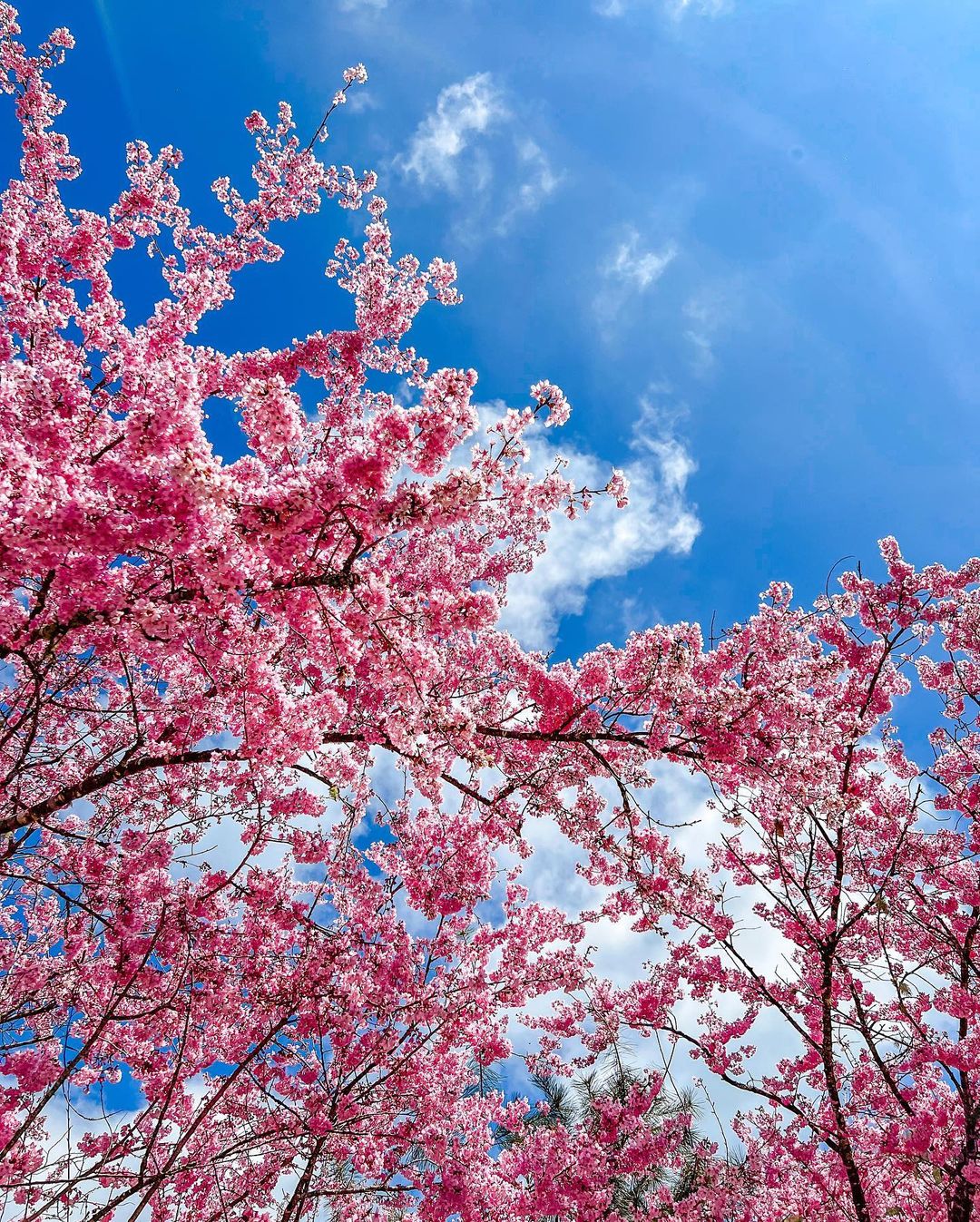 櫻花季,賞櫻,櫻花,台灣櫻花,台灣賞櫻景點,賞櫻景點,桃園拉拉山,拉拉山賞櫻,拉拉山恩愛農場櫻花,恩愛農場櫻花,北部賞櫻,桃園櫻花,桃園旅遊,桃園賞櫻