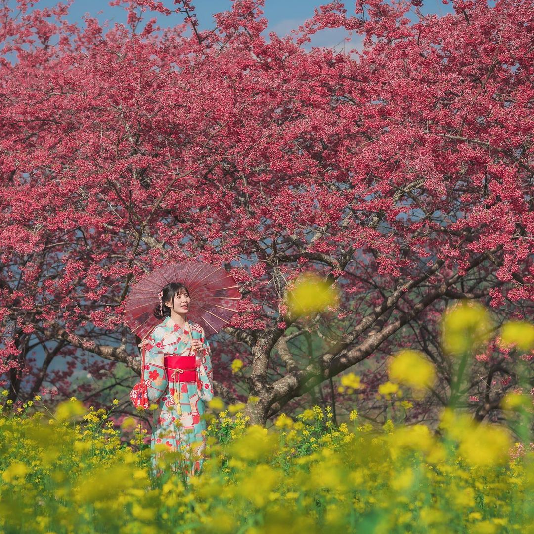 櫻花季,賞櫻,櫻花,台灣櫻花,台灣賞櫻景點,賞櫻景點,阿本農場,阿本農場櫻花,中部賞櫻,南投櫻花,南投旅遊,南投賞櫻