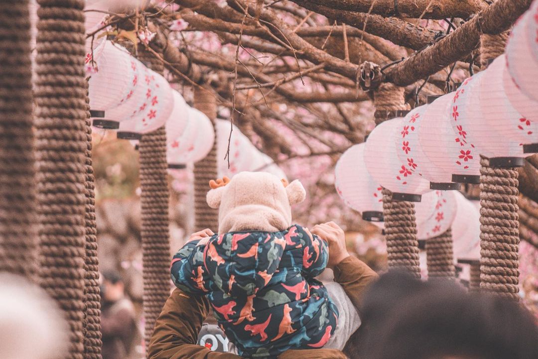 櫻花季,賞櫻,櫻花,台灣櫻花,台灣賞櫻景點,賞櫻景點,淡水天元宮,天元宮櫻花,北部賞櫻,新北櫻花,新北旅遊,淡水賞櫻