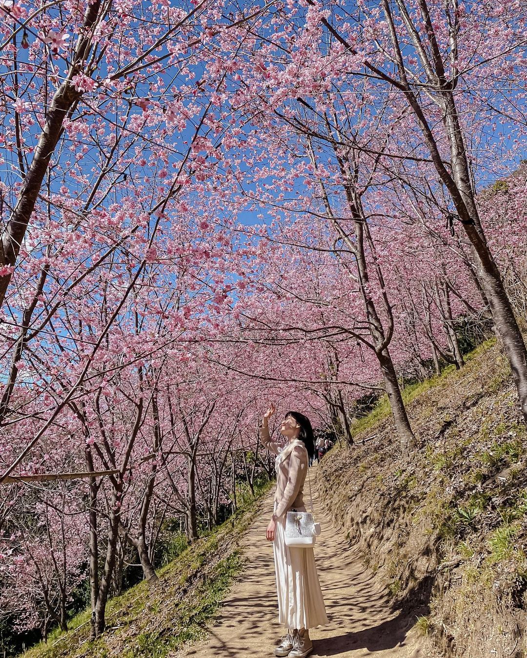 櫻花季,賞櫻,櫻花,台灣櫻花,台灣賞櫻景點,賞櫻景點,司馬庫斯,司馬庫斯櫻花,北部賞櫻,新竹櫻花,新竹旅遊,新竹賞櫻