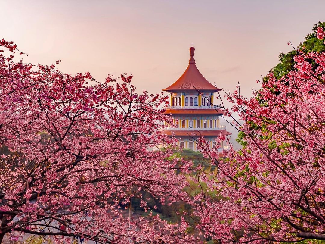 櫻花季,賞櫻,櫻花,台灣櫻花,台灣賞櫻景點,賞櫻景點,淡水天元宮,天元宮櫻花,北部賞櫻,新北櫻花,新北旅遊,淡水賞櫻