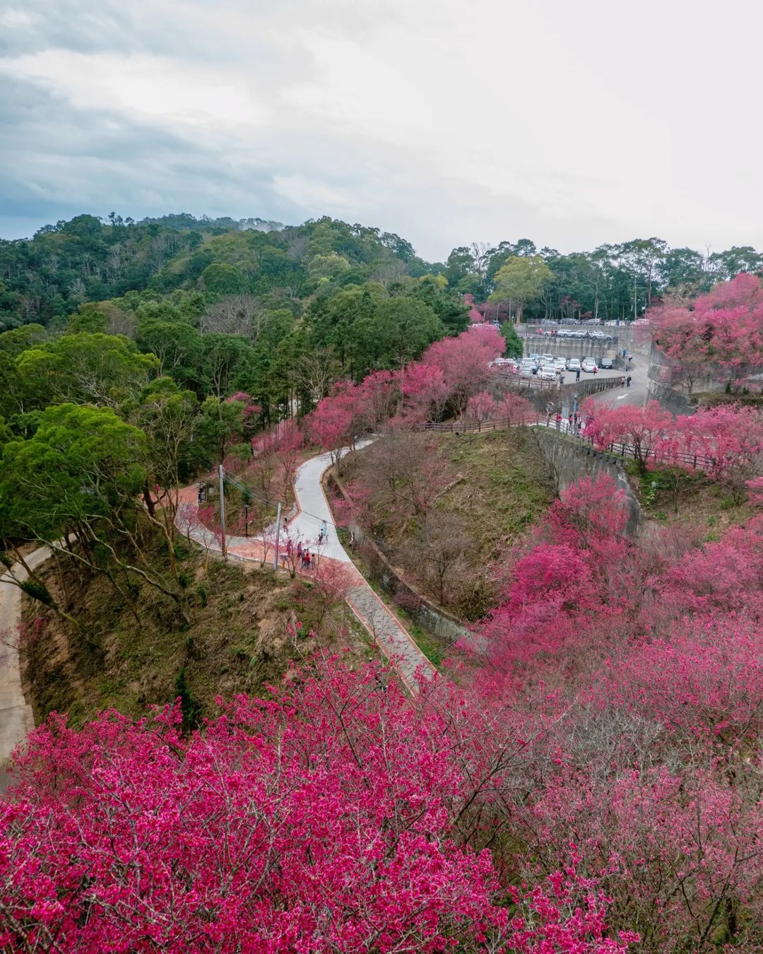櫻花季,賞櫻,櫻花,台灣櫻花,台灣賞櫻景點,賞櫻景點,協雲宮,協雲宮櫻花,中部賞櫻,苗栗櫻花,苗栗賞櫻