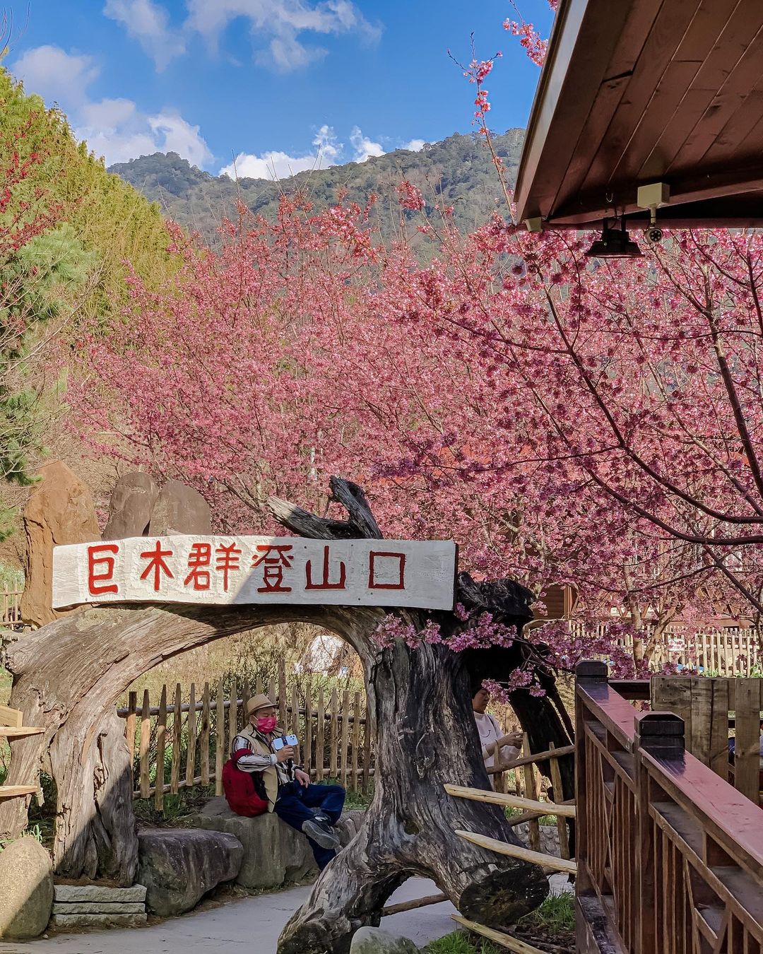 櫻花季,賞櫻,櫻花,台灣櫻花,台灣賞櫻景點,賞櫻景點,司馬庫斯,司馬庫斯櫻花,北部賞櫻,新竹櫻花,新竹旅遊,新竹賞櫻