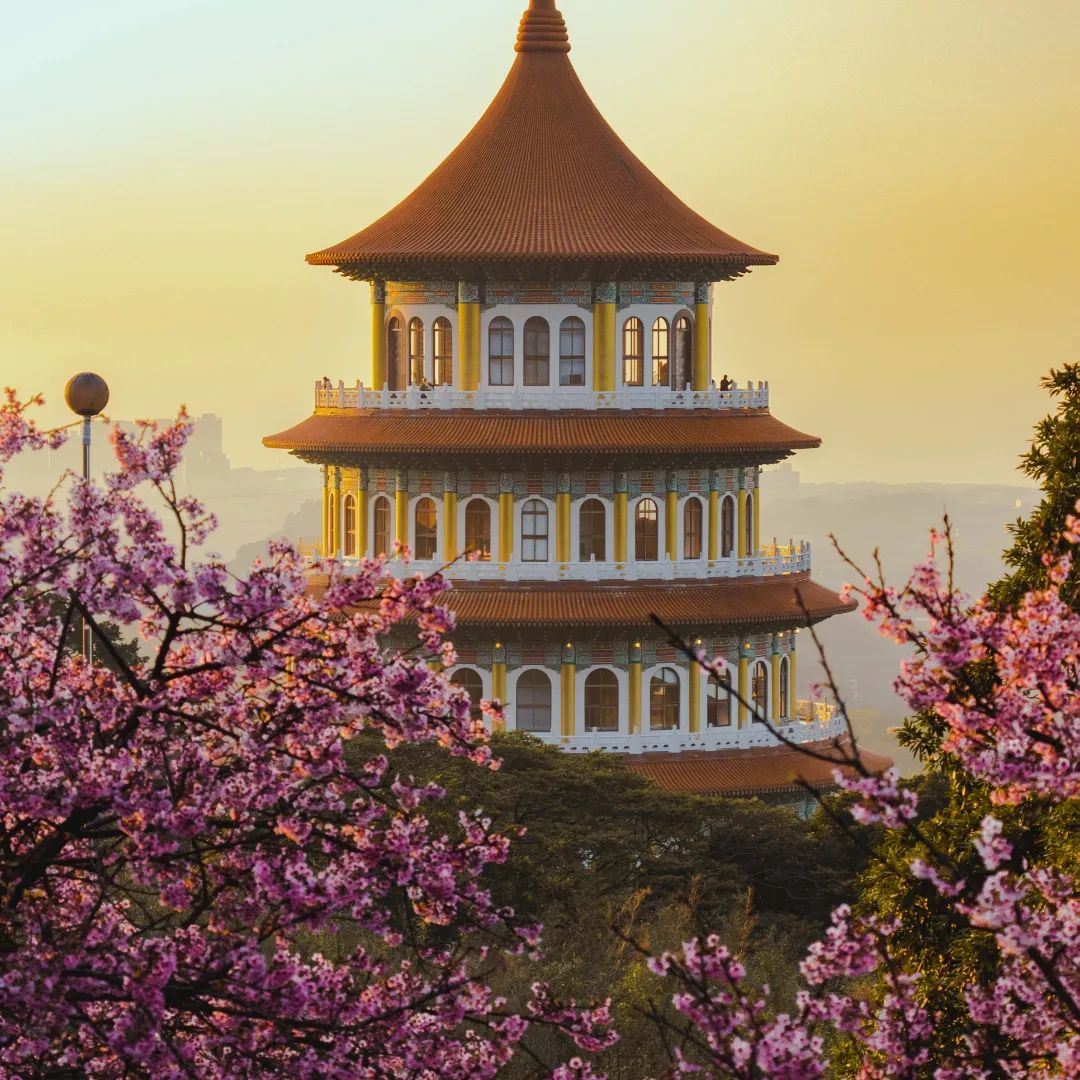 櫻花季,賞櫻,櫻花,台灣櫻花,台灣賞櫻景點,賞櫻景點,淡水天元宮,天元宮櫻花,北部賞櫻,新北櫻花,新北旅遊,淡水賞櫻