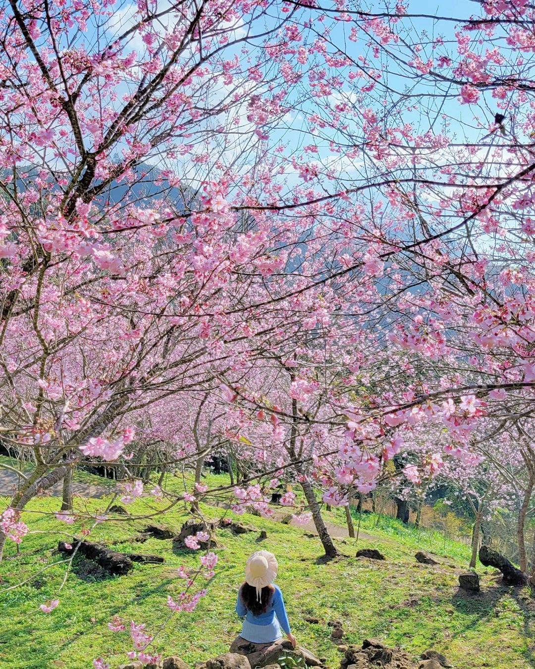 桃園景點,桃園,桃園旅遊,桃園景點推薦,悠然秘境小屋,桃園賞櫻景點,桃園櫻花,賞櫻景點,桃園復興,桃園咖啡廳,賞櫻,櫻花季