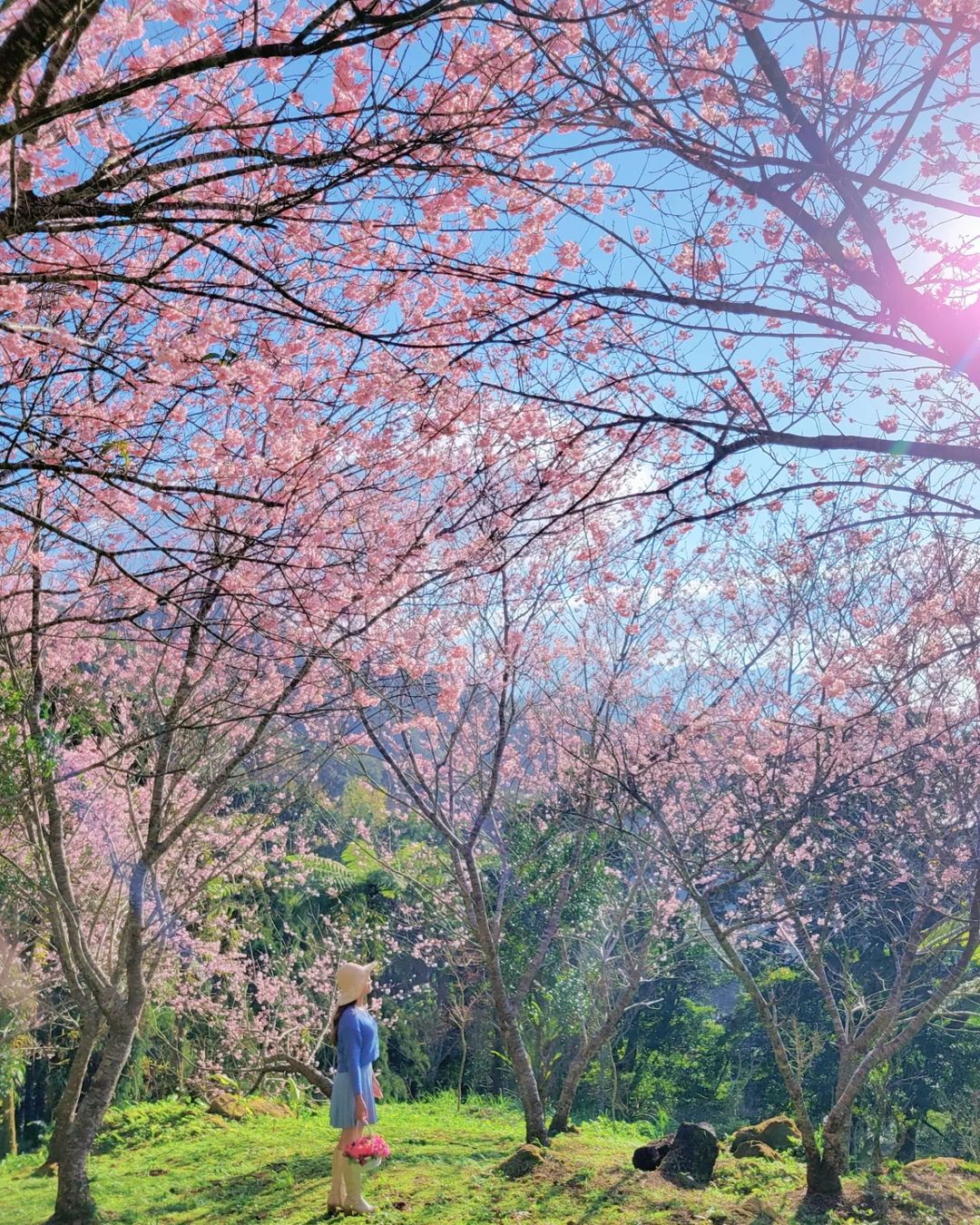 桃園景點,桃園,桃園旅遊,桃園景點推薦,悠然秘境小屋,桃園賞櫻景點,桃園櫻花,賞櫻景點,桃園復興,桃園咖啡廳,賞櫻,櫻花季