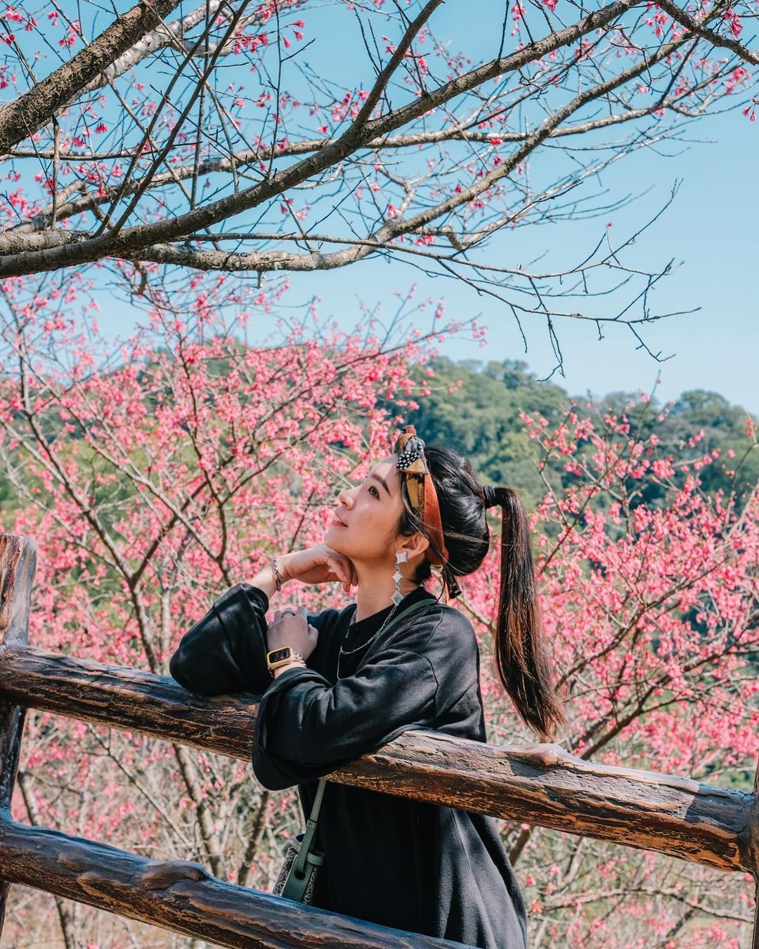 櫻花季,賞櫻,櫻花,台灣櫻花,台灣賞櫻景點,賞櫻景點,協雲宮,協雲宮櫻花,中部賞櫻,苗栗櫻花,苗栗賞櫻