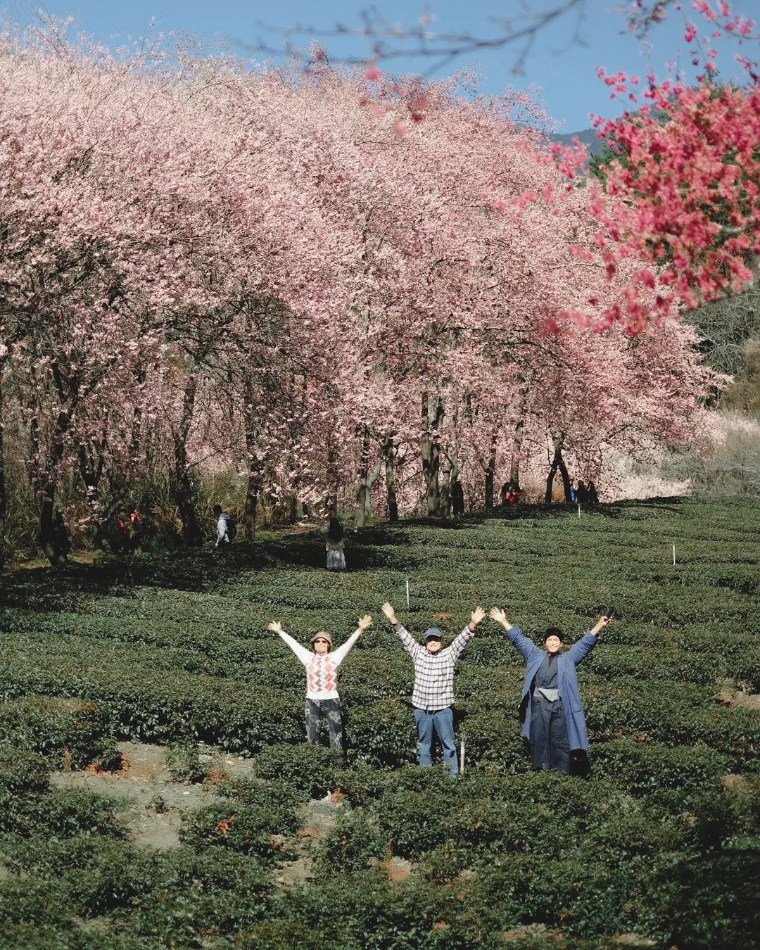 櫻花季,賞櫻,櫻花,台灣櫻花,台灣賞櫻景點,賞櫻景點,武陵農場,中部賞櫻,台中櫻花,台中賞櫻