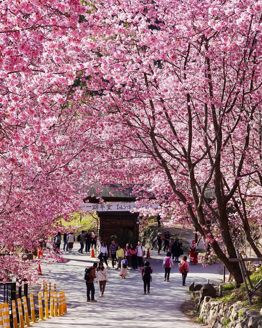 櫻花季,賞櫻,櫻花,台灣櫻花,台灣賞櫻景點,賞櫻景點,司馬庫斯,司馬庫斯櫻花,北部賞櫻,新竹櫻花,新竹旅遊,新竹賞櫻