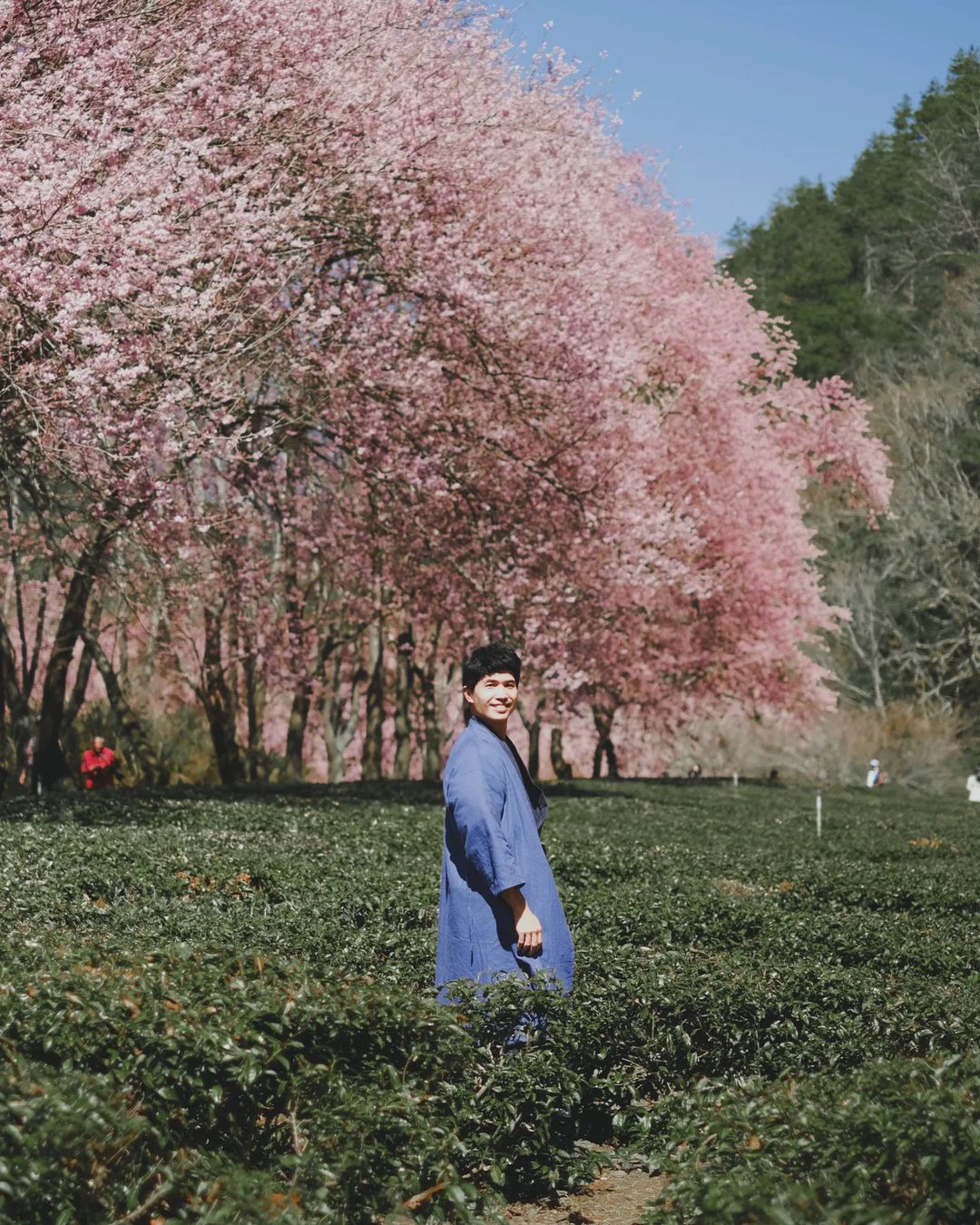 櫻花季,賞櫻,櫻花,台灣櫻花,台灣賞櫻景點,賞櫻景點,武陵農場,中部賞櫻,台中櫻花,台中賞櫻